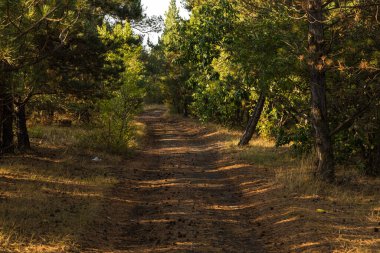 Path among the forest. Trees in the background. Lake Sevan area. Armenia. clipart