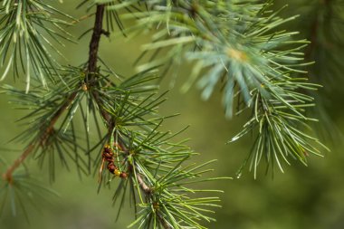 Çam dalında bir arı. Gürcistan, Tiflis 'te kozalak ağacı.