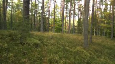 Ormanda uçuyor. Yavaş yavaş hareketli, sakin bir video kaydı. 4k şarjörü.