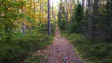 Ormanda uçuyor. Yavaş yavaş hareketli, sakin bir video kaydı. 4k şarjörü.