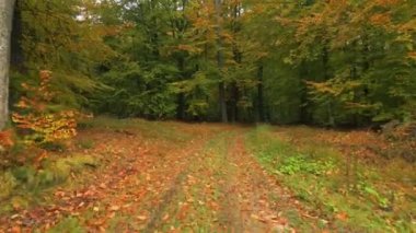 Ormanda uçuyor. Yavaş yavaş hareketli, sakin bir video kaydı. 4k şarjörü.