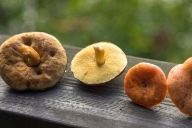 Mushrooms hunting, mushroom season in the Kashubian forests, Stezyca, Pomerania, Poland. clipart