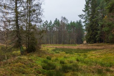 Kashubia 'daki orman. Bulutlu sonbahar günü
