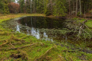 Kashubia 'daki orman. Bulutlu sonbahar günü