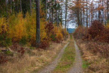 Forest path in autumn colors in the Kashubian Park, Poland clipart