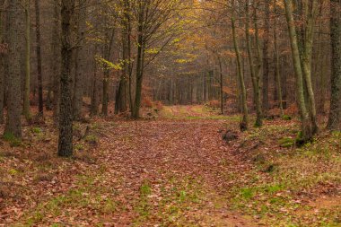 Forest path in autumn colors in the Kashubian Park, Poland clipart