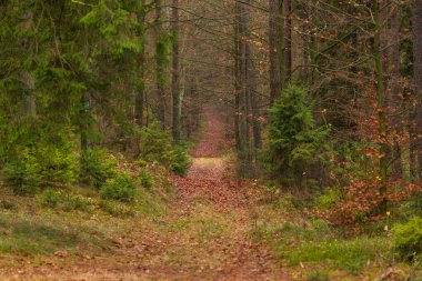 Forest path in autumn colors in the Kashubian Park, Poland clipart