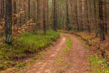 Forest path in autumn colors in the Kashubian Park, Poland clipart