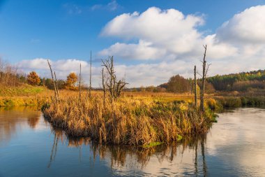 Radunia nehir kıvrımı. Kahverengi çayırların arasından akan küçük bir nehir. Orman çevresi, sonbahar mevsimi. Kashubia, Pomerania, Polonya.