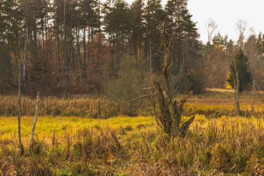 Kashubian Gölü bölgesinde sonbahar renklerinde bir orman. Kashubian Peyzaj Parkı. Polonya.
