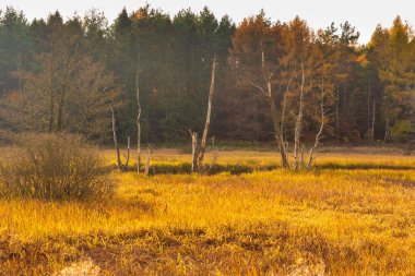 Kashubian Gölü bölgesinde sonbahar renklerinde bir orman. Kashubian Peyzaj Parkı. Polonya.