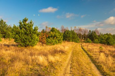 Ormanın ortasındaki Glade Yolu. Sonbahar sezonu. Kashubia, Pomerania, Polonya.