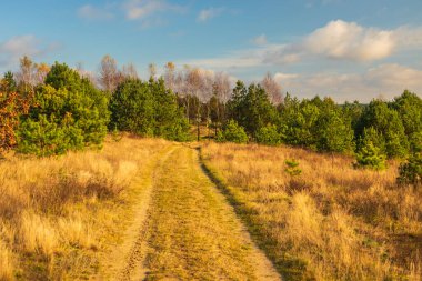 Ormanın ortasındaki Glade Yolu. Sonbahar sezonu. Kashubia, Pomerania, Polonya.