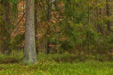 Kashubian Peyzaj Parkı 'nda sonbahar renklerinde bir orman. Kamien, Polonya.