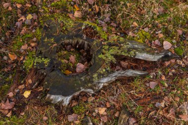 Kashubian Peyzaj Parkı 'nda sonbahar renklerinde bir orman. Kamien, Polonya.