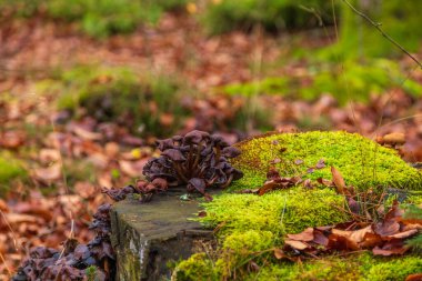 Kashubian Peyzaj Parkı 'nda sonbahar renklerinde bir orman. Mantar ve yosunla kaplı bir ağaç gövdesi. Kamien, Polonya.
