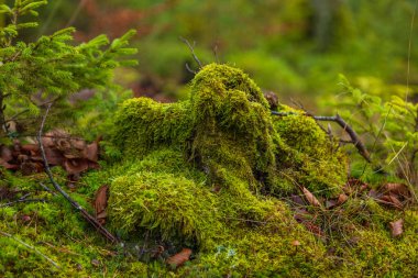 Kashubian Peyzaj Parkı 'nda sonbahar renklerinde bir orman. Ağaç gövdesi yosun kaplı. Kamien, Polonya.