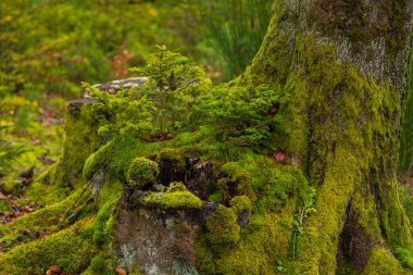 Kashubian Peyzaj Parkı 'nda sonbahar renklerinde bir orman. Ağaç gövdesi yosun kaplı. Kamien, Polonya.
