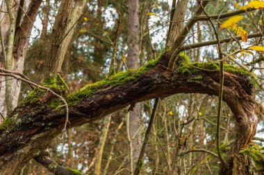 Kashubian Peyzaj Parkı 'nda sonbahar renklerinde bir orman. Kamien, Polonya.