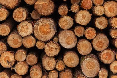 Bir yığın odun. Ormanda odun kestim. Ahşap arkaplan.