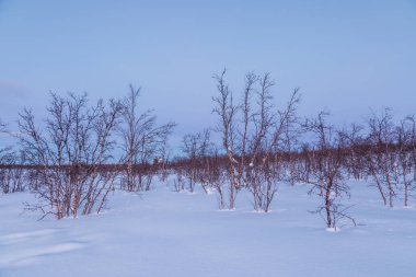 İsveç Laponya 'sında güzel bir kış sabahı, Kiruna yakınlarında. Avrupa.