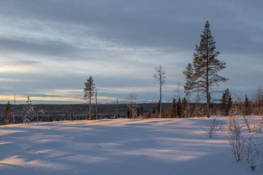 İsveç Laponya 'sında güzel bir kış akşamı, Kiruna yakınlarında. Ön planda karla kaplı ağaç. Avrupa.