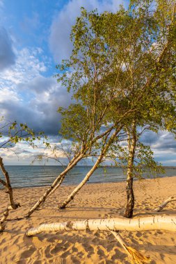 Eğimli huş ağaçları, Polonya 'nın Gorki Zachodnie yakınlarındaki Baltık Denizi kıyısında altın bir sahilde yetişir..