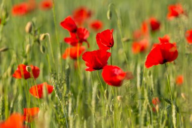 Masuria, Polonya 'da güneşli bir yaz gününde yeşil bir tarlada canlı kırmızı gelincikler sallanıyor..