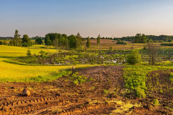 Polonya, Masuria 'da ölü ağaçlar ve yemyeşil bitkilerle dolu bataklık manzaralı bir yer..