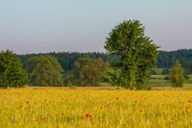 Dağınık kırmızı gelincikler ve Masuria, Polonya 'da tek bir ağaç olan altın bir mısır gevreği tarlası geniş bir görüş alanına sahiptir..