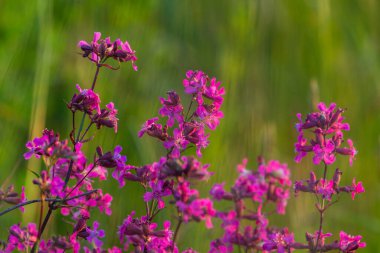 Masuria, Polonya 'da güneşli bir çayırda açan canlı pembe kır çiçekleri..