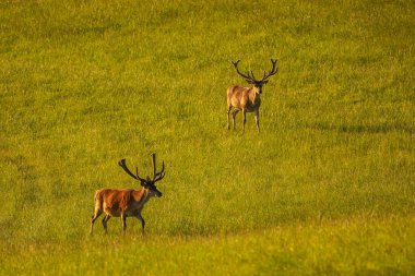 Polonya, Masuria 'da yeşil bir çayırda duran kadife boynuzlu iki görkemli kırmızı geyik..