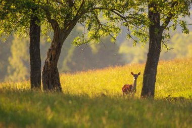 Masuria, Polonya 'da yaz ağaçlarının gölgesinde dinlenen kadife boynuzlu kırmızı geyik..