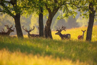 Masuria, Polonya 'da yaz ağaçlarının gölgesinde dinlenen kadife boynuzlu kırmızı geyik..