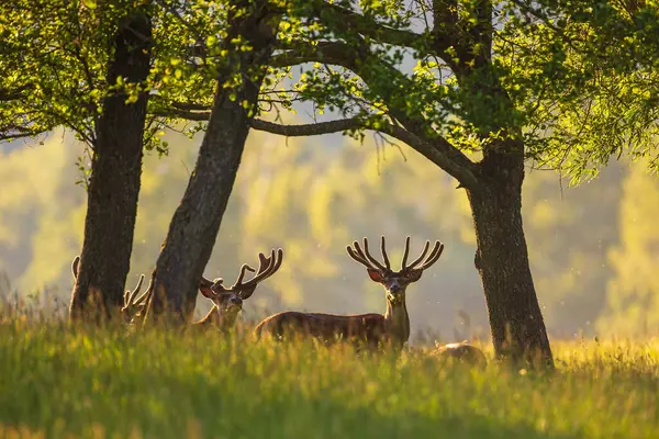 Masuria, Polonya 'da yaz ağaçlarının gölgesinde dinlenen kadife boynuzlu kırmızı geyik..