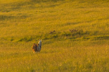 Polonya 'nın Masurian kırsalında altın saatinde güneşli bir çayırda tek bir lama duruyor..