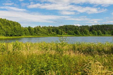 Polonya, Kashubia 'da sakin bir göl kenarında yemyeşil bir bitki örtüsü, arka planda bir orman ve yukarıda mavi bir gökyüzü var..