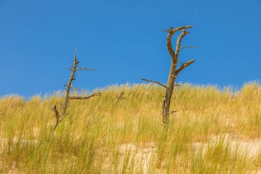 Polonya, Leba yakınlarında açık mavi bir gökyüzünün altında çimenli bir kum tepesinde duran kuru ağaç gövdeleri..