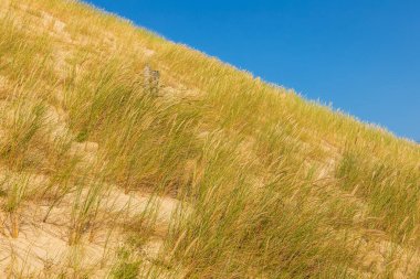 Polonya, Leba yakınlarındaki Slowinski Ulusal Parkı 'nda güneşli bir yamaçta yabani otlar..