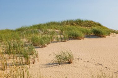 Polonya, Leba yakınlarındaki Slowinski Ulusal Parkı 'nda rüzgâr şeklinde kum desenleri olan alçak çimenli bir kum tepesi..