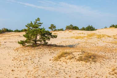 Kuzey Polonya 'da Leba yakınlarında mavi gökyüzünün altında altın kum tepeleri ve seyrek çam ağaçları.