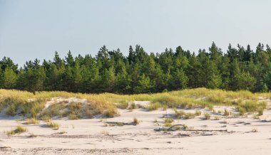 Kuzey Polonya 'da Leba yakınlarında mavi gökyüzünün altında altın kum tepeleri ve seyrek çam ağaçları.