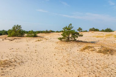 Kuzey Polonya 'da Leba yakınlarında mavi gökyüzünün altında altın kum tepeleri ve seyrek çam ağaçları.