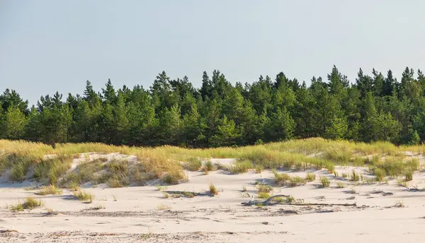 Kuzey Polonya 'da Leba yakınlarında mavi gökyüzünün altında altın kum tepeleri ve seyrek çam ağaçları.