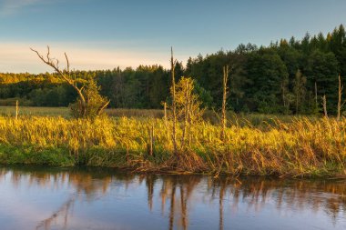 Polonya 'da ağaçlar ve çimenli bankalarla çevrili Radunia Nehri üzerinde altın saat ışığı.