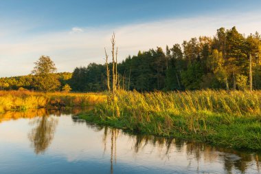 Polonya 'da ağaçlar ve çimenli bankalarla çevrili Radunia Nehri üzerinde altın saat ışığı.
