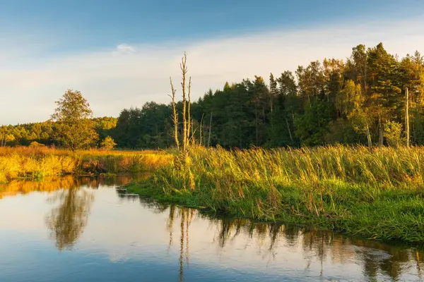 Polonya 'da ağaçlar ve çimenli bankalarla çevrili Radunia Nehri üzerinde altın saat ışığı.