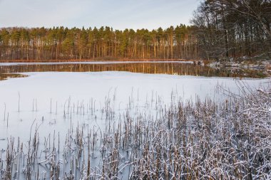 Polonya 'nın Kashubia kentinde sakin bir gölün kıyısında karla kaplanmış huş ağacı. Orman yansımalı huzurlu kış manzarası.