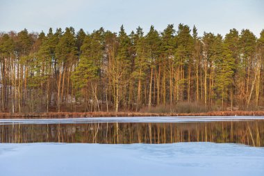 Polonya 'nın Kashubia kentinde sakin bir gölün kıyısında karla kaplanmış huş ağacı. Orman yansımalı huzurlu kış manzarası.