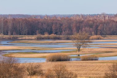 Büyük bir kuş sürüsü, Polonya 'nın Biebrza sulak alanlarındaki çıplak bir ağacın ve ıslak çayırların üzerinden uçuyor..